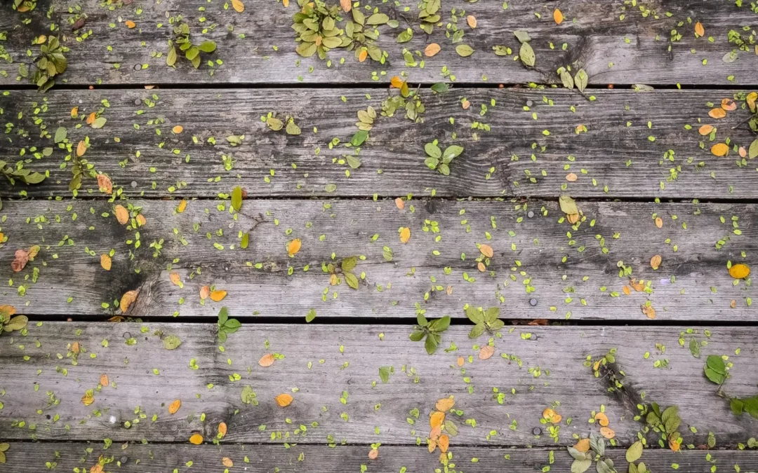 Cedar Deck Construction
